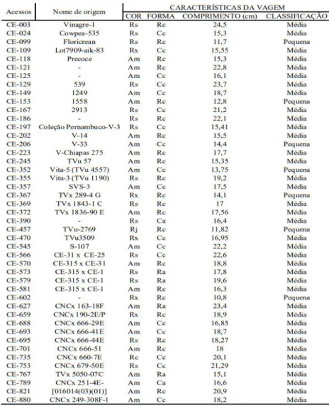 Tabela 2 - Características das vagens colhidas em campo. (Rs) - Rosa; (Rx) - Roxa; (Am) -  Amarela; (Rj) - Rajada; (Rc) – Reta cilindrica; (Ra) – Reta achatada; (Cc) – Curva cilindrica; 