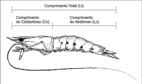 Figura 2 - Ilustração das medidas morfométricas tomadas nas amostras de camarão-rosa  da costa norte do Brasil