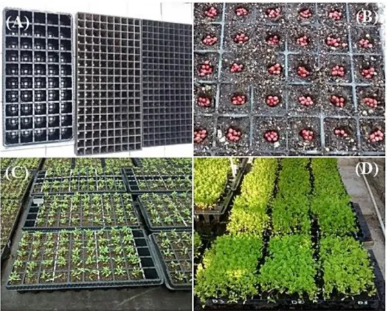 Figura  2  -  Condução  do  experimento.  (A)  Recipientes  utilizados.  (B)  Distribuição  das  sementes em cada célula do recipiente