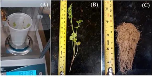 Figura 3  –  Avaliação das plantas de coentro. (A) pesagem da massa fresca. (B), (C) Medição  do comprimento da parte aérea e raiz