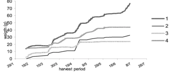 FIGURE 3.  Accumulated production of shiitake mushrooms (Dried weight)