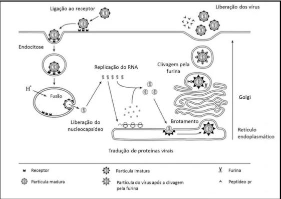 Figura 3 - Replicação do vírus da dengue (Adaptado de Rodenhuis-Zybert et al., 2010).