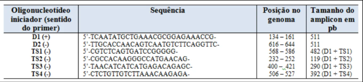 Tabela  1  -  Relação  dos  oligonucleotídeos  iniciadores  utilizados  na  transcrição  reversa  seguida  pela 