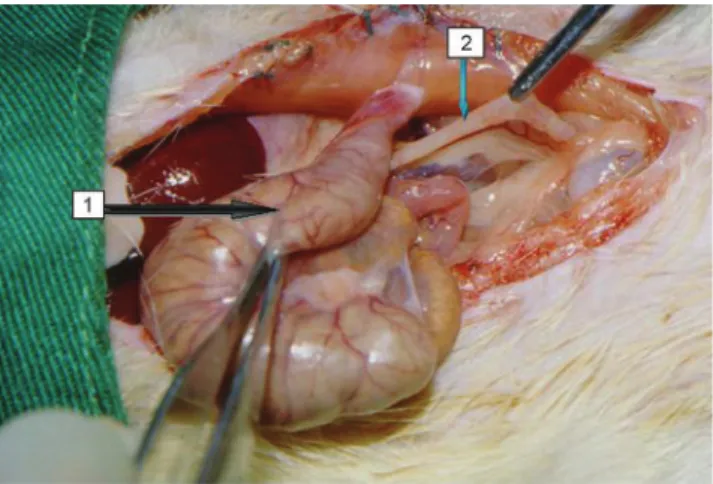 Figure 1 - The macroscopic aspect of the colon of a group B1 animal submitted to intestinal derivation