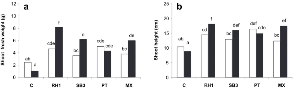 Fig. 1. Shoot fresh weight (a) and height (b) of Pinus pinaster seedlings inoculated with Rhizopogon roseolus (RH1), Suillus bovinus (SB3), Pisolithus tinctorius (PT), a mixture of the three isolates (MX) and non-inoculated control (C) under two substrates