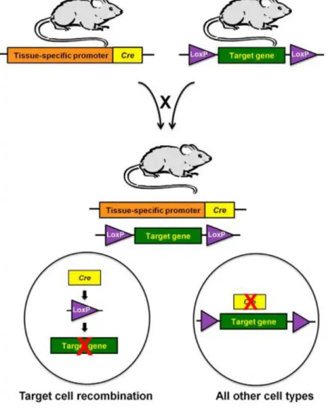 Fig. 6 - Generation of a conditional knockout model for the tissue-specific inactivation of  a target gene from Harno, Cottrell, and White 2013 