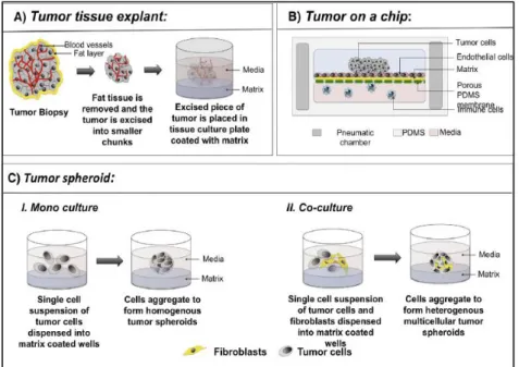 Fig. 7 - Schematic representation of in vitro 3D models used in cancer research, from  Nath and Devi 2016