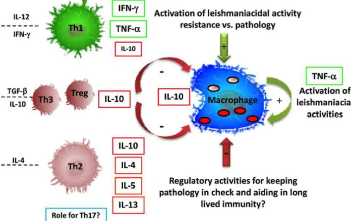 Figure 6: Models of immune responses in the infection caused by L. major (Gollob et al., 2008)