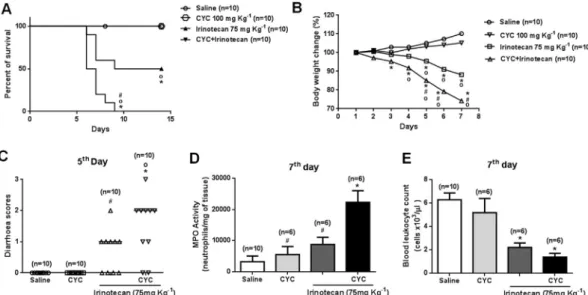 Fig. 5. Cyclophosphamide enhances the severity of irinotecan-induced intestinal mucositis