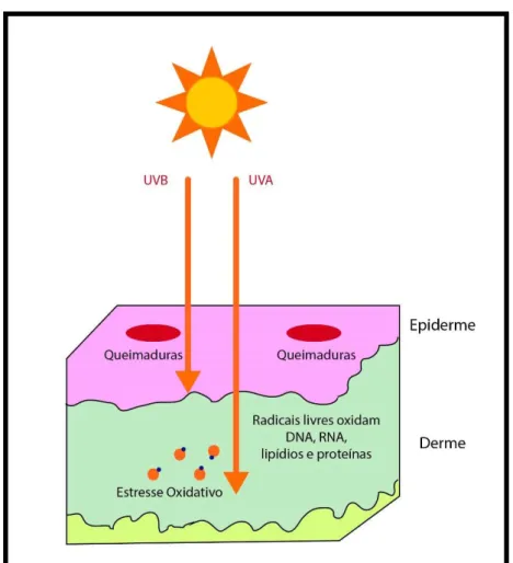 Figura 1 Alterações causadas na pele pela radiação UV 