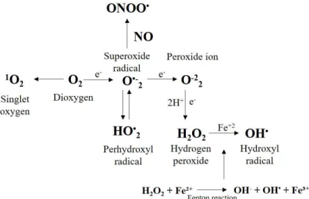 Figure  1.  Formation  of  different  ROS  and  reactive  nitrogen  species  from  atmospheric  oxygen