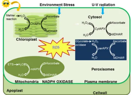 Figure  6.  Localization  of  APX  enzymes  and  detoxification  of  ROS  in  subcellular  compartments