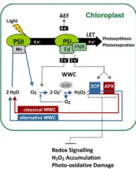 Figure  7.  Model of  the photoprotective  function  of  2-Cys  Prx and  tAPX.  The  water-water  cycle  (WWC)  and  other  alternative  electron  flows  (AEFs)  are  proposed  to  prevent  overreduction of the linear electron transport chain (LET) and pro