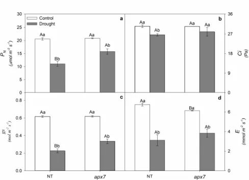 Figure 4. Potential quantum yield (Fv/Fm) (a) and effective quantum yield of PSII [Y(II)] (b)  of NT and apx7 rice plants exposed to control or drought stress for 4 days