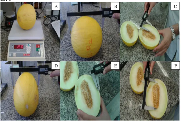 Figura  07  –  Determinações  dos  parâmetros:  peso  do  fruto  (A),  comprimento  do  fruto  (B),  espessura  da  polpa  (C),  diâmetro  do  fruto  (D),  espessura  da  casca  (E)  e  comprimento  da  cavidade  interna  (F)  no  Laboratório  de  Fisiolog