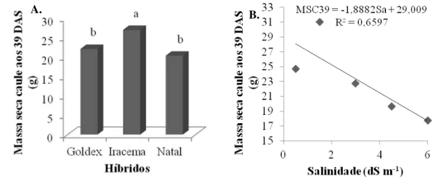 Figura 11 – Massa seca dos caules em função dos três híbridos (A), e em função da salinidade  da água de irrigação (MSC39) (B), ambos aos 39 DAS, Pacajus, Ceará, 2014