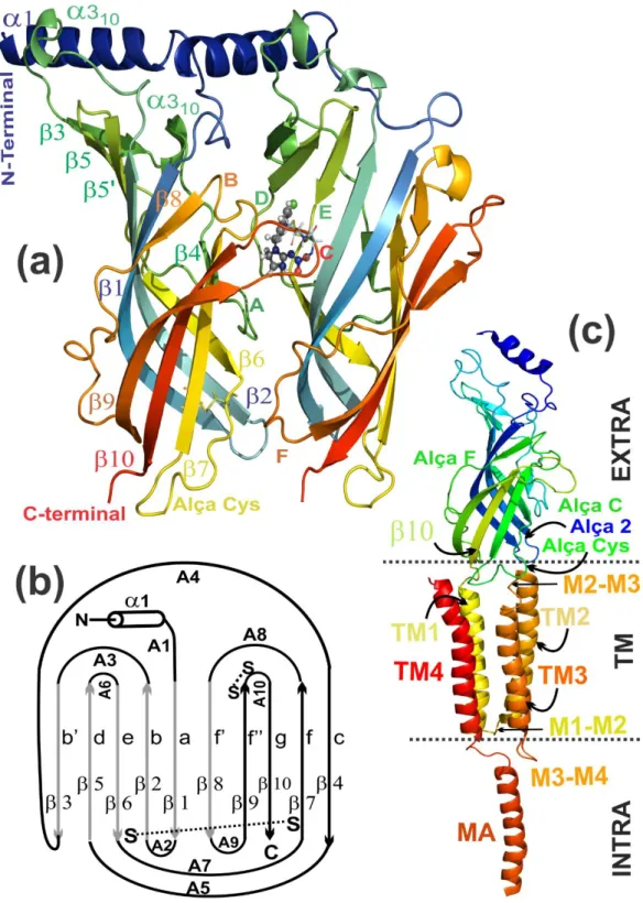 Figura  2.3  -  Estrutura  das  subunidades  dos  receptores  AChRs  e  do  receptor  protótipo  de  receptores AChRs de insetos (AChBP)