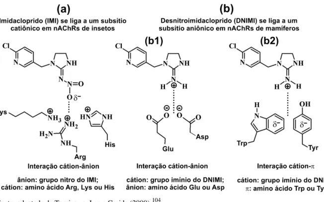 Figura  2.8  -  Representação  esquemática  da  interação  entre  o  oxigênio  do  grupo  nitro  do  imidacloprido e subsítio catiônico de nAChRs de insetos (a); o mesmo modo de interação ocorre  com os demais neonitinóides