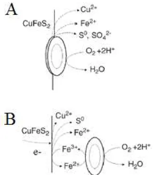 Figura 2.2  – Função microbiana na biolixiviação da calcopirita por mecanismo direto (A) e  mecanismo indireto (B)