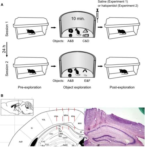 Fig. 1. Experimental design. (A) Novel object recognition task. Each experiment (performed 1 week apart) consisted of two sessions spaced by 24 h