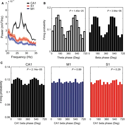 Fig. 9. Beta2 modulates hippocampal but not S1 and M1 neurons. (A) Mean power spectra for CA1 (black), S1 (red) and M1 (blue) LFPs during the ﬁrst 100 s of object exploration