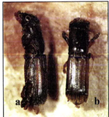 Figura  I  -  Fotografias  de  Platypus  qtlindrus:  a) Êmea,  b)  macho  (lOx).