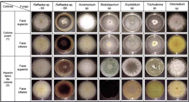 Figura  7  -  Aspecto  cultural,  da face  superior  e  inferior,  dos  géneros  de  fungos  cultivados  em  PDA;  (l)