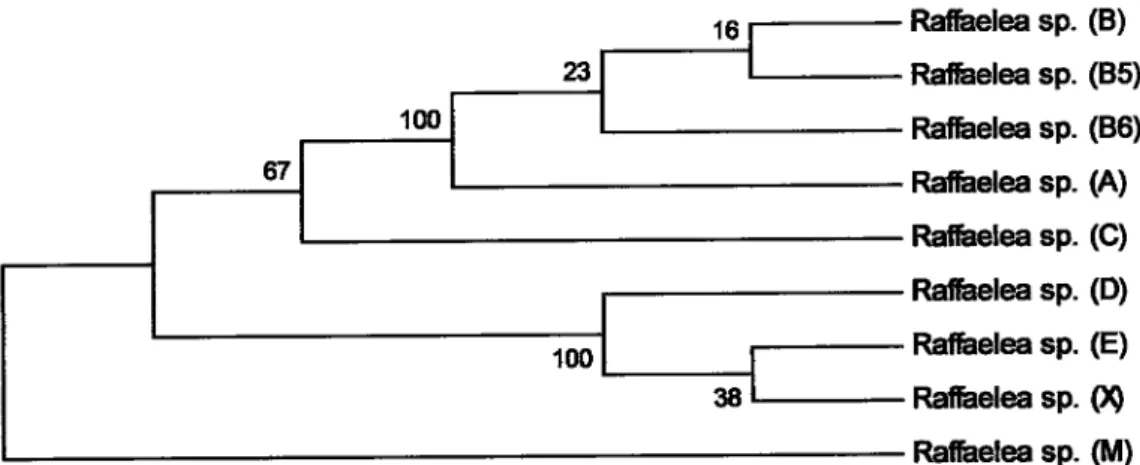 Figura  10  -  Relação  enke vários  isolados  de  Rffaelea  sp.  obtidos  de  Pldypus  cylin&amp;us  e  suas  galerias em sob,reiro.