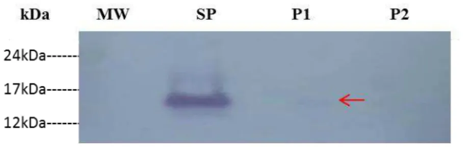 Figura 7 - Membrana PVDF imunizada contra anticorpos Anti- rBdh-1 com proteínas ligadas e  não ligadas à heparina, em que a seta vermelha aponta uma leve marcação para a presença de  espermadesinas, somente, na fração P1