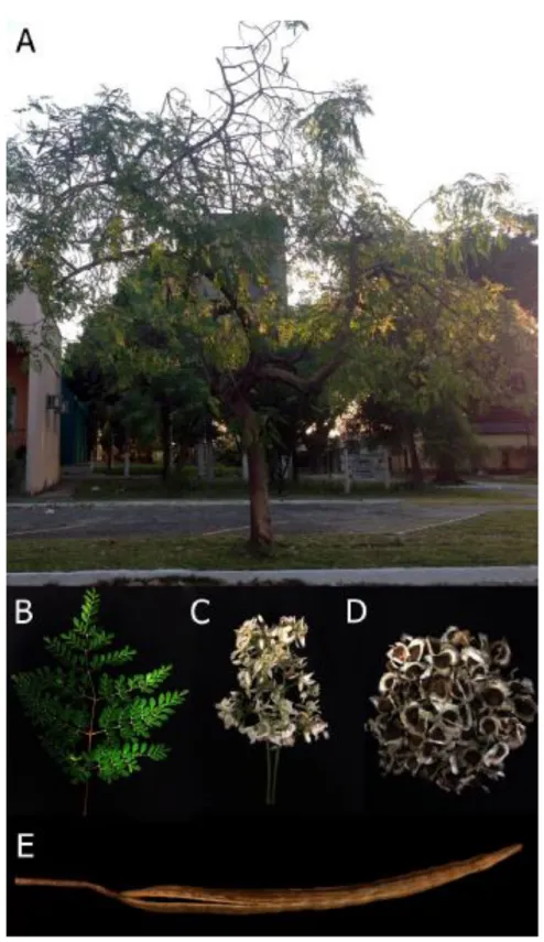 Figura 2  –  Moringa oleifera Lamarck 