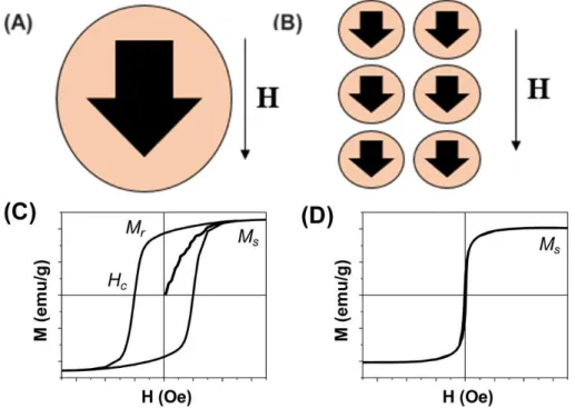 Figure 2.1. Schematic illustration of (A) a single domain magnetic NP with its magnetization pointing to  one direction, (B) a group of single domain magnetic NPs aligned along a magnetic field direction, (C) the  hysteresis loop of a group of ferromagneti