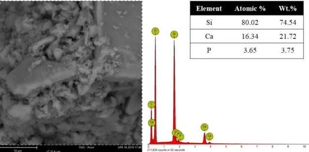 Figure 4.2. SEM of BAG powders and the respective EDS element spectrum, elements atomic and weight  concentration through EDS
