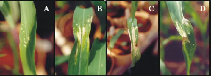 FIGURA 1. Efeito fitotóxico de carfentrazone-ethyl em plantas de milho, aos dez dias após a aplicação.