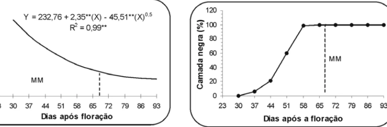 FIGURA 3. Umidade (%) das sementes de milho- milho-pipoca, variedade DFT 2, em função dos dias após a floração (épocas de colheita).