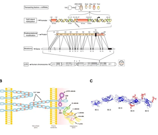Figure  2  -  Schematic  representation  of  (A)  different  levels  at  which  E-cadherin  expression  is  regulated  in  human  tumours,  [42]  (B)  classical  cadherin-catenin  complex  [65],  and  (C)   three-dimensional  structure  of  the  extracellu