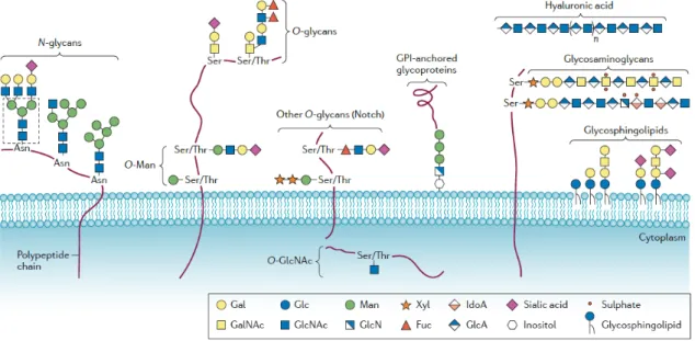 Figure 3 - Common classes of glycoconjugates in mammalian cells. Adapted from [117]. 