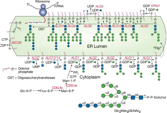 Figure 4 - Schematic representation of the N-linked oligosaccharide assembly. Adapted from [118]