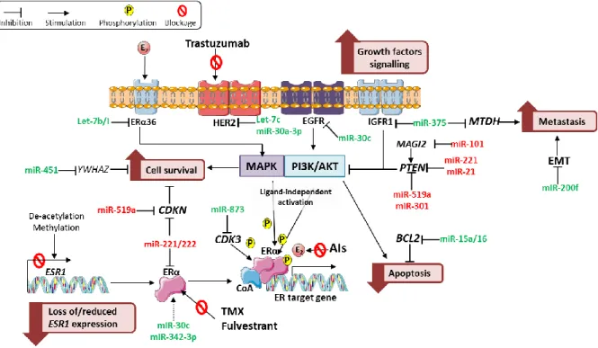Figure 4. MiRNAs and their established targets involved in endocrine resistance. The miRNAs and their  targets involved in several mechanisms associated with endocrine resistance, along with their functional  implication (in pink boxes), including loss of/