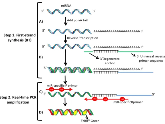 Figure 5. A. A poly-A tail is added to the mature microRNA template. B. cDNA is synthetized using a Poly T  primer with a 3’ degenerate anchor and a 5’ universal reverse primer sequence