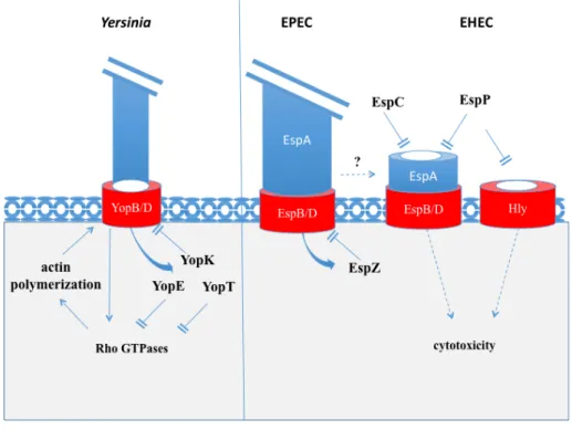 Figure 7. Bacterial effectors regulating Type3-pore formation. Adapted from Julie Guignot and Guy Tran Van Nhieu, 2016