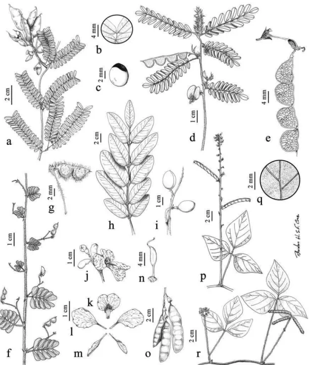 Figura 4 ‒ a-c. Abrus precatorius ‒ a. Ramo fértil; b. Detalhe da raque foliar mostrando o ápice; c
