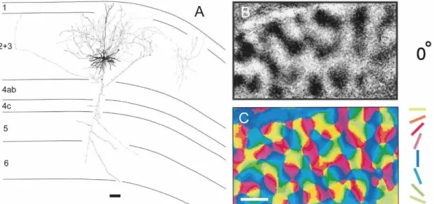 Figure  1.1.  A:  Reconstruction  from  a  pyramidal  layer  3  neuron.  Note  the  dense  local  axon  ramifications  (scale  bar  =  100  µm, modified  from  Gilbert  and Wiesel  1983)