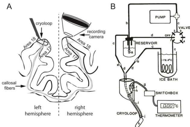 Figure  3.1.  Experimental  setup.  A:  position  of  the  cryoloop  for  reversible  deactivation  and  contralateral  recording