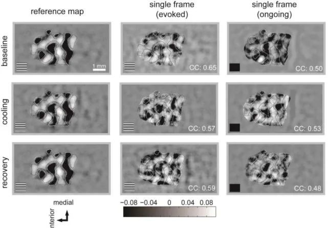 Figure 4.1. Evoked and ongoing VSD maps. Single frames acquired before (upper row), during  (middle  row),  and  after  (lower  row)  reversible  cooling  deactivation  of  VIC  from  the  topographically corresponding contralateral transition zone and cen