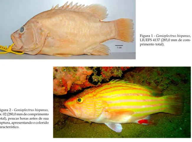 Figura 2 - Gonioplectrus hispanus,  ex. 02 (280,0 mm de comprimento  total), poucas horas antes de sua  captura, apresentando o colorido  característico.