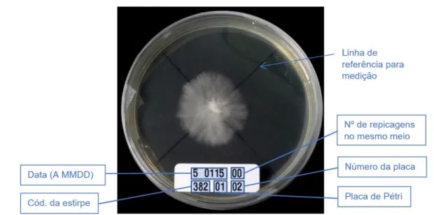 Figura 4.2. Exemplo de uma placa em medição, neste caso da estirpe 382 (P. ostreatus) 