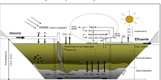 Figura 1 – Esquema de uma lagoa facultativa 