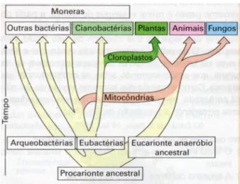 Figura 5 Diagrama em árvore da vida com ramificações laterais, transferência lateral e  indicação de ancestral basal (LOPES e ROSSO, 2005, p