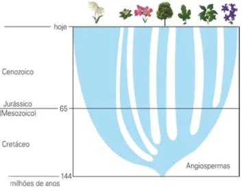 Figura 8 Cladograma com variação de espessura dos ramos e medida de tempo (BIZZO,  2010, p