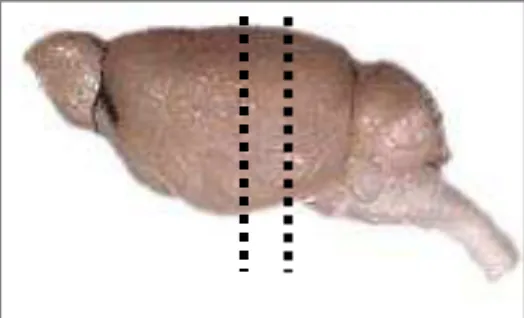 Figura 5- Representação esquemática dos pontos de realização dos cortes coronais no  encéfalo do rato